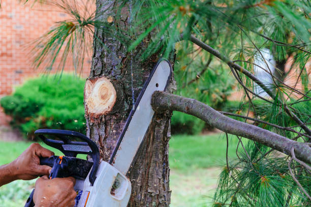 How Our Tree Care Process Works  in Middletown, NY